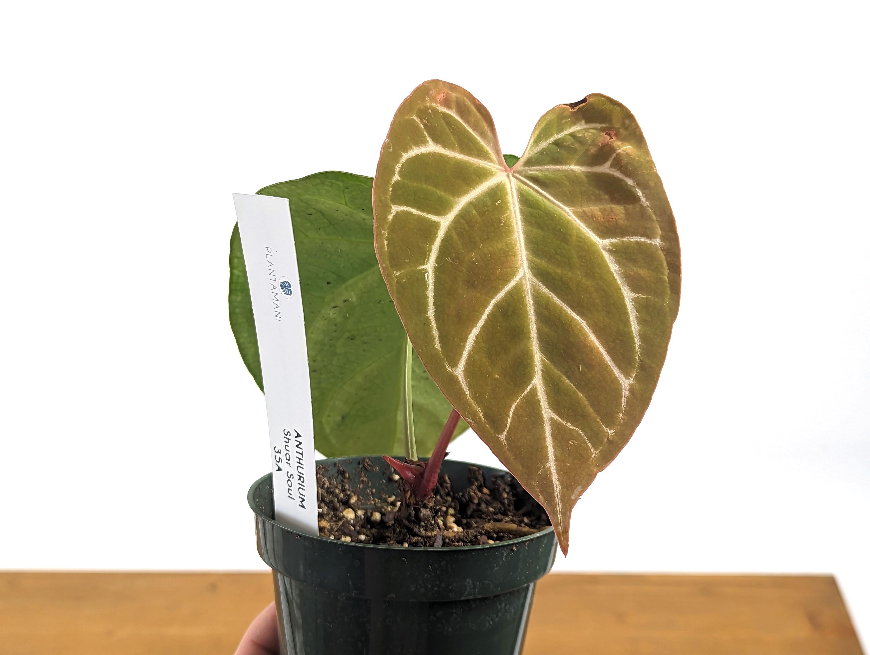 Anthurium Crystallinum x Magnificum &