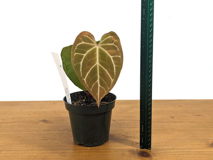 Anthurium Crystallinum x Magnificum &