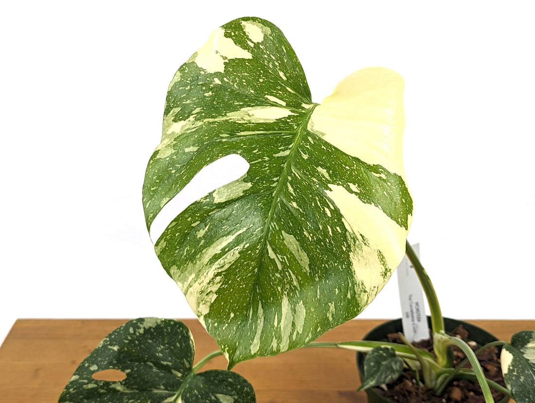 Beautiful High Color Monstera Thai Constellation in 6 Inch Pot - Exact Plant 