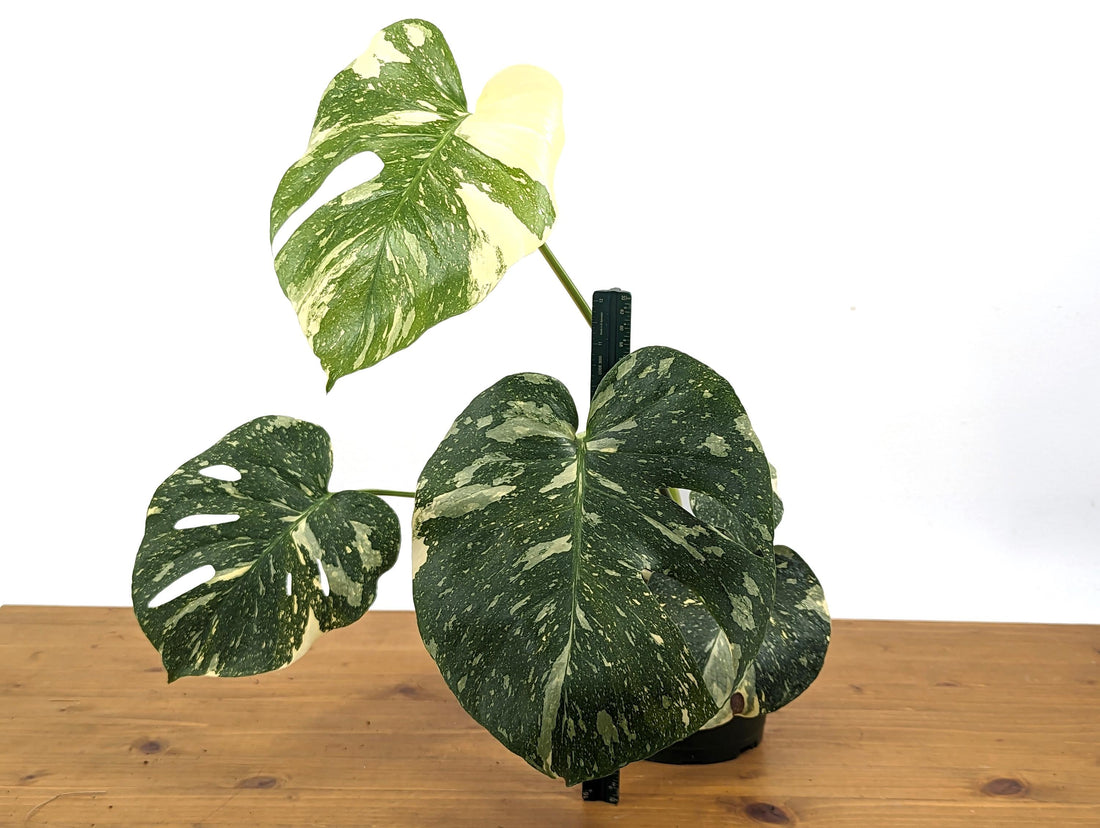 Beautiful High Color Monstera Thai Constellation in 6 Inch Pot - Exact Plant 