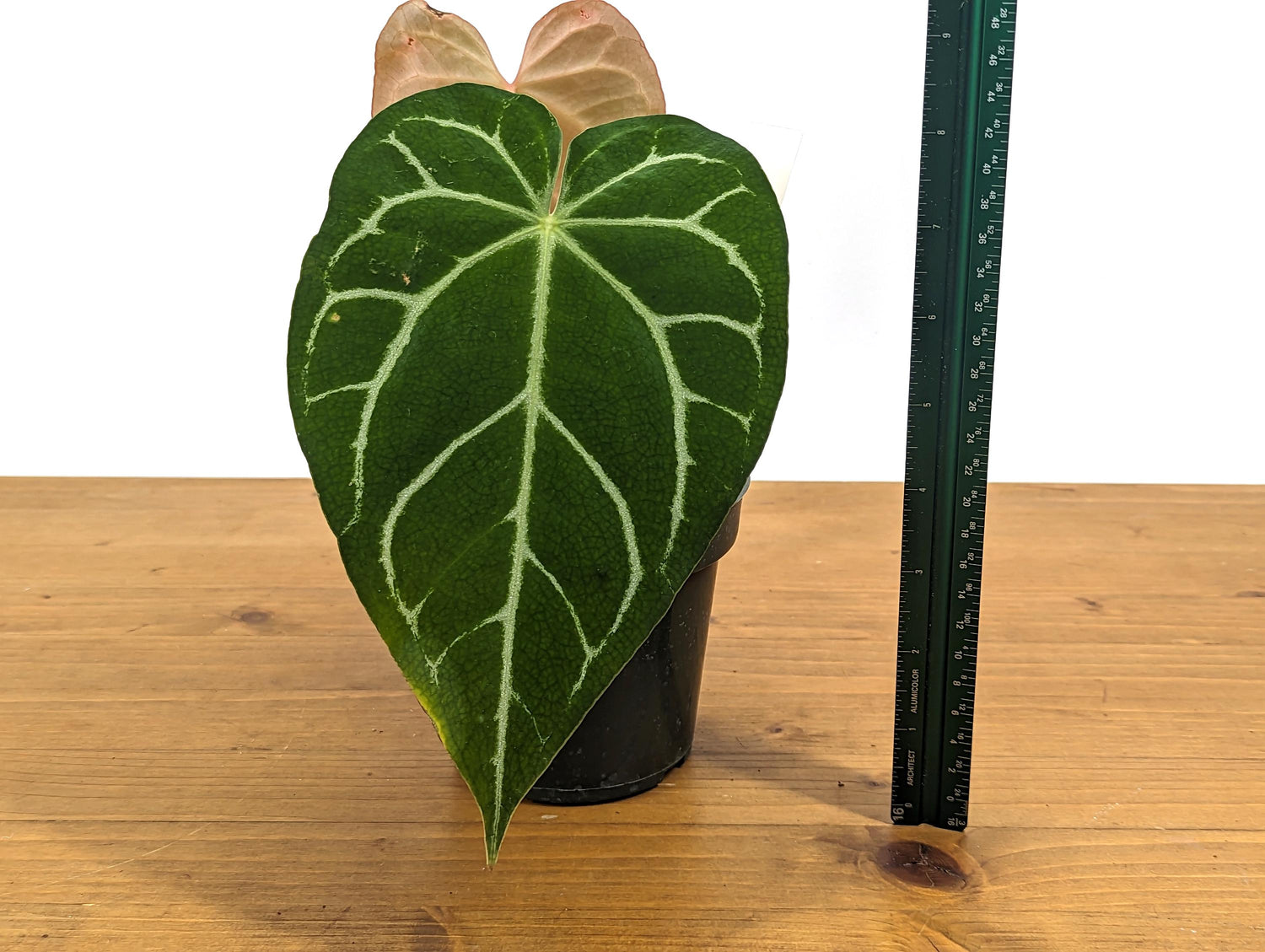 Anthurium Crystallinum x Magnificum &