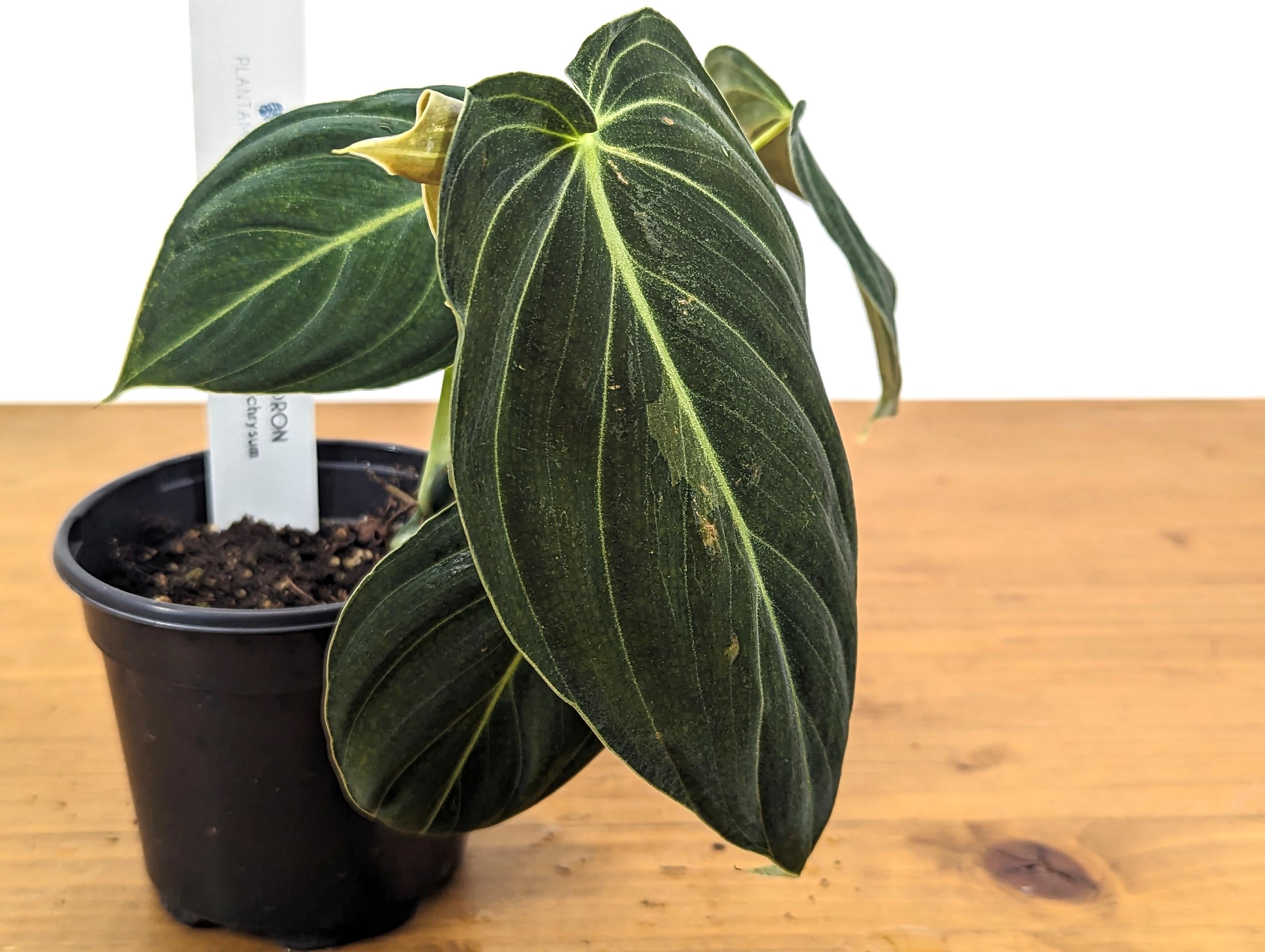 Philodendron Melanochrysum Sport Variegated 4 Inch Pot