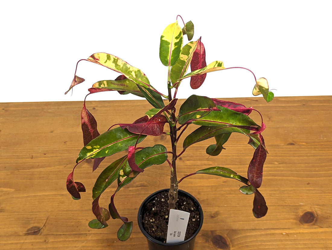 Exact Croton Red Jester in 4 Inch Pot Live Plant