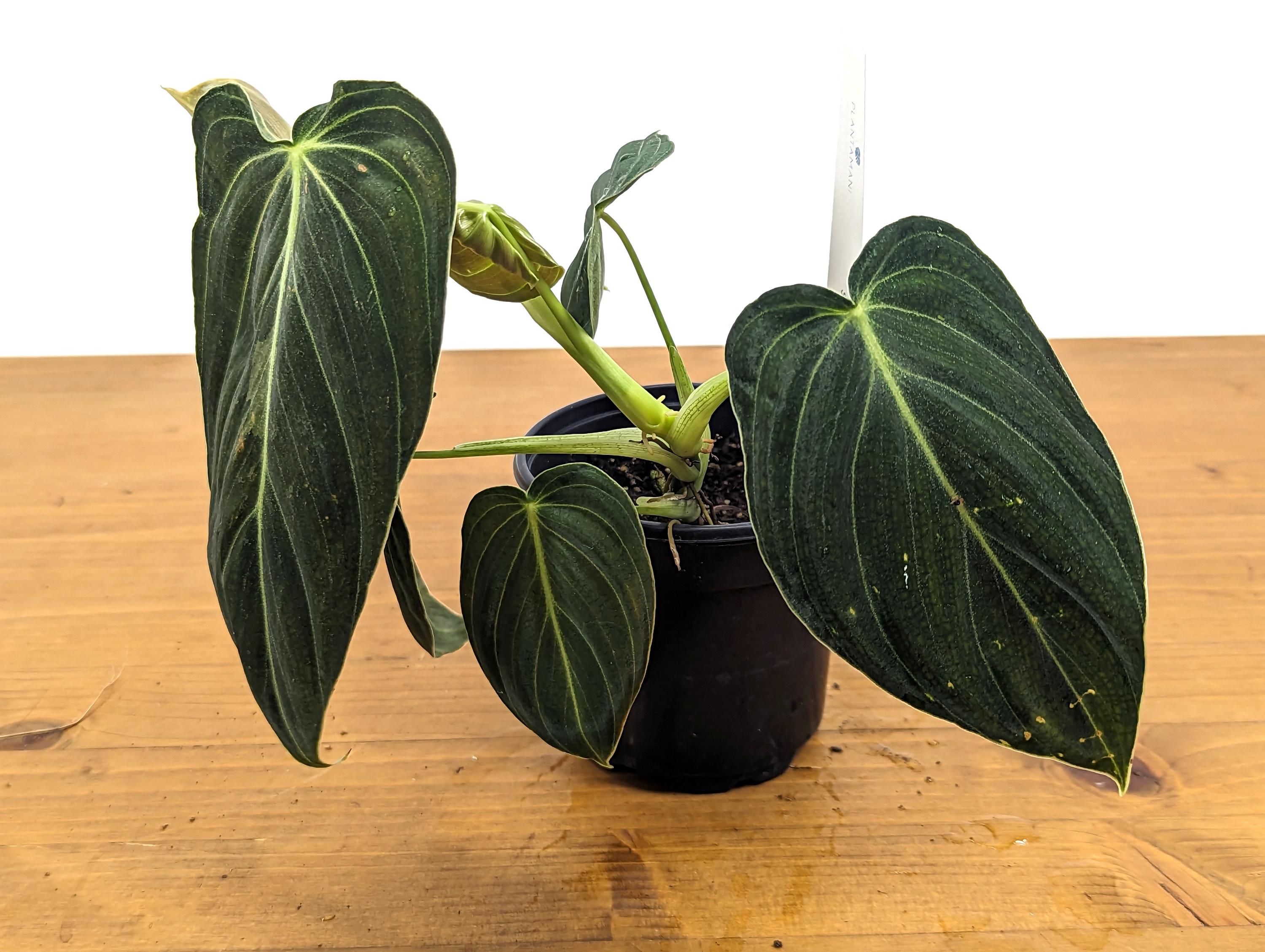 Philodendron Melanochrysum Sport Variegated 4 Inch Pot