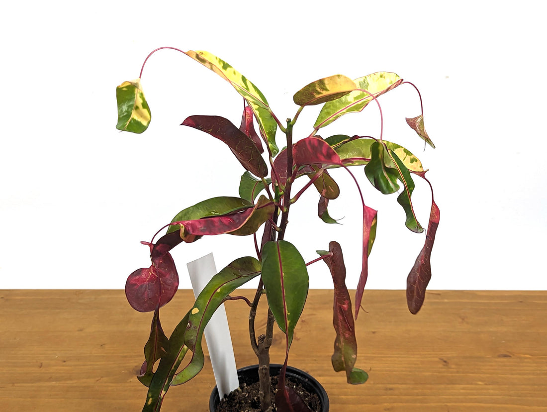 Exact Croton Red Jester in 4 Inch Pot Live Plant