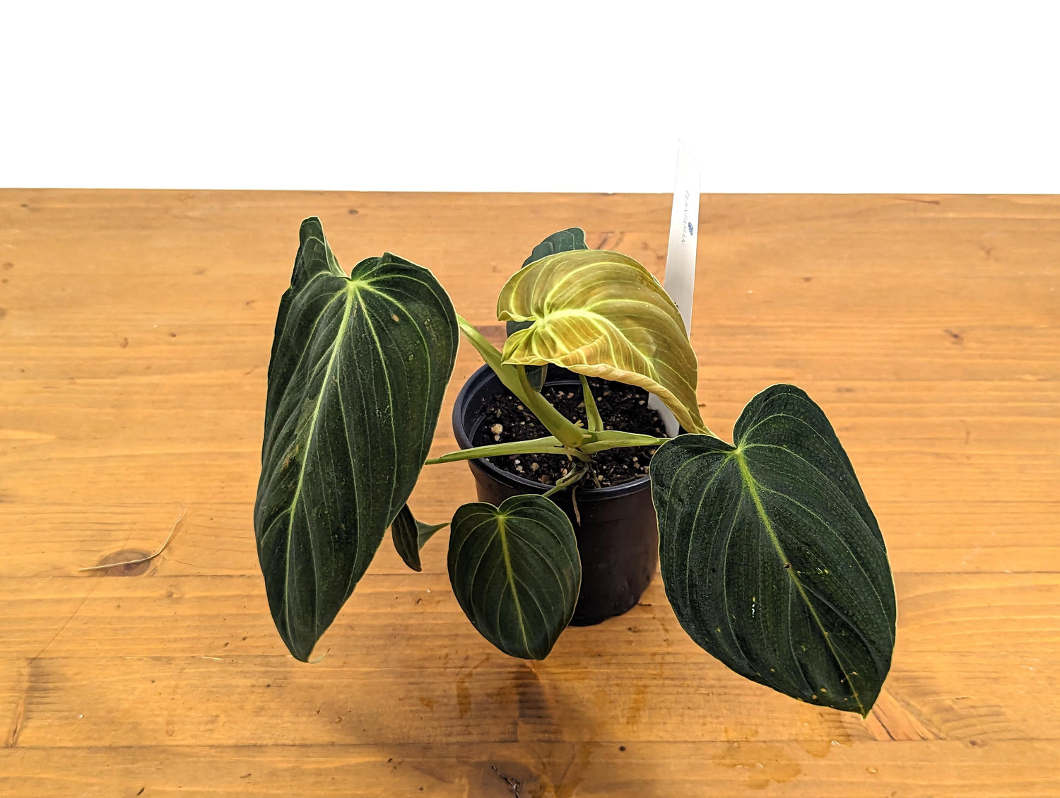 Philodendron Melanochrysum Sport Variegated 4 Inch Pot