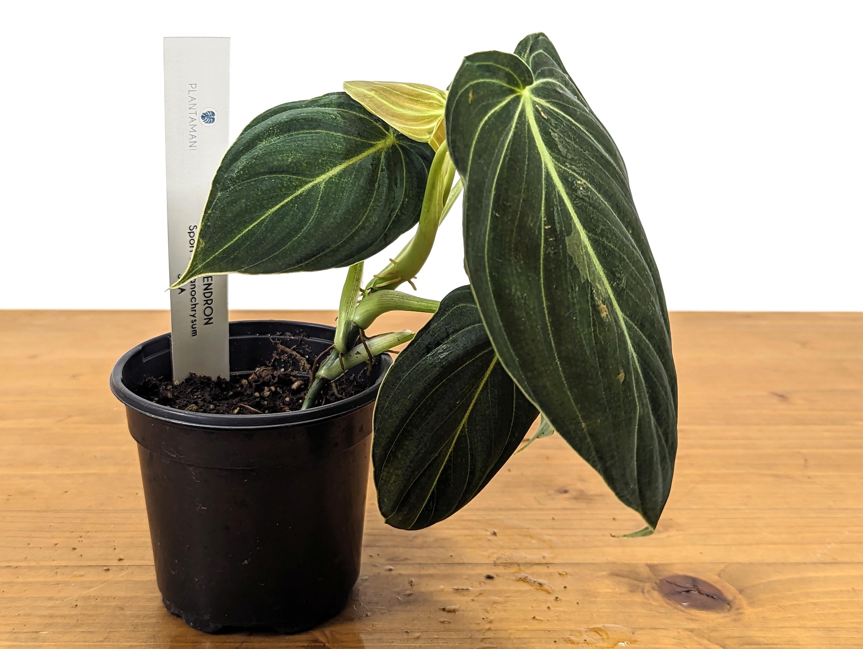 Philodendron Melanochrysum Sport Variegated 4 Inch Pot