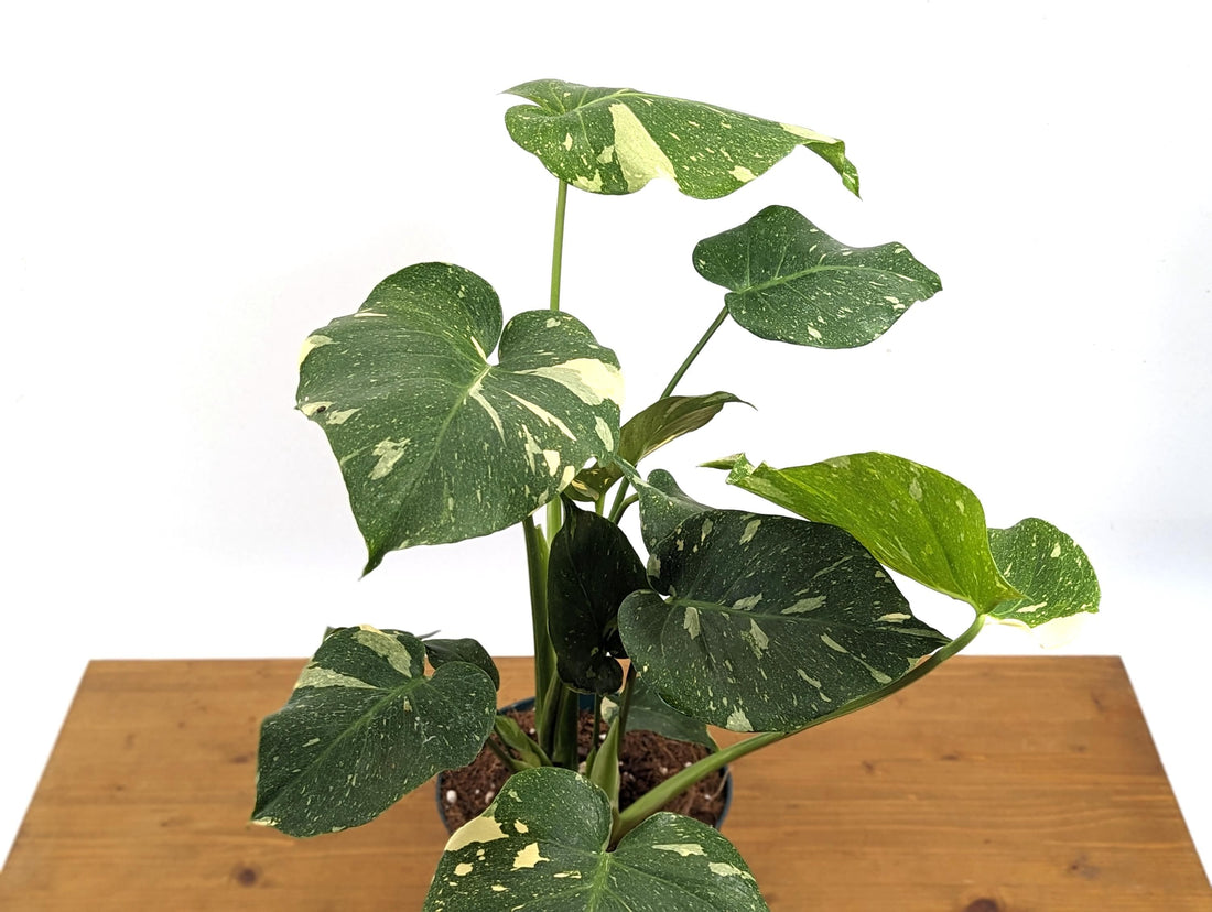 DOUBLE Monstera Thai Constellation in 8 Inch Pot - TWO PLANTS