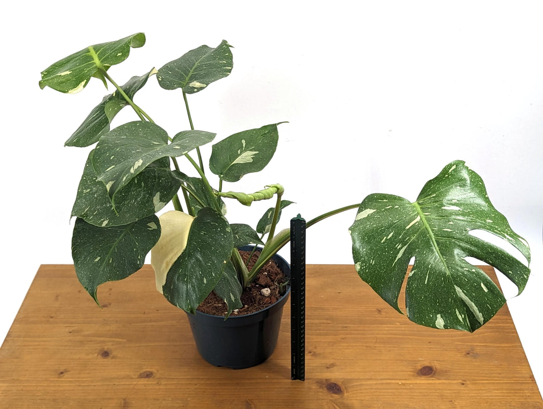 DOUBLE Monstera Thai Constellation in 8 Inch Pot - TWO PLANTS