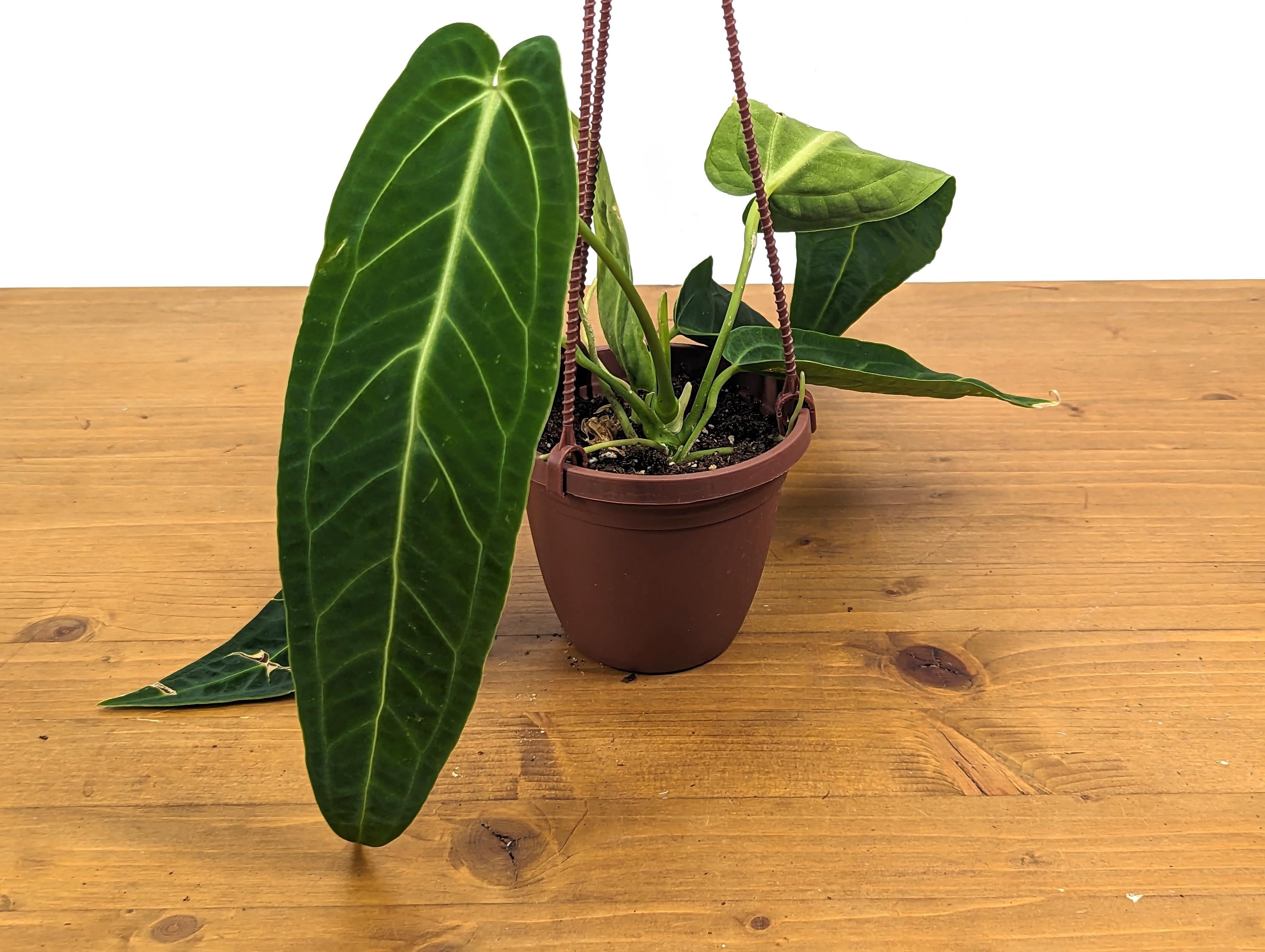 Rare Anthurium Warocqueanum Queen with Long Strappy Leaves in Hanging Basket - 2+ Leaves 6-12&quot; Long