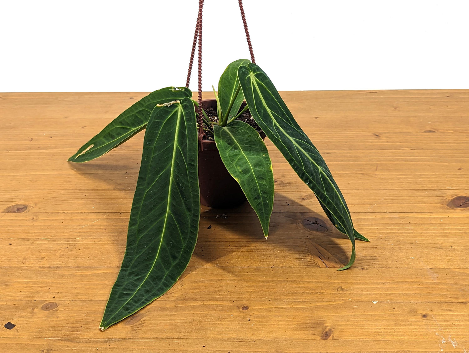 Rare Anthurium Warocqueanum Queen with Long Strappy Leaves in Hanging Basket - 2+ Leaves 6-12&quot; Long