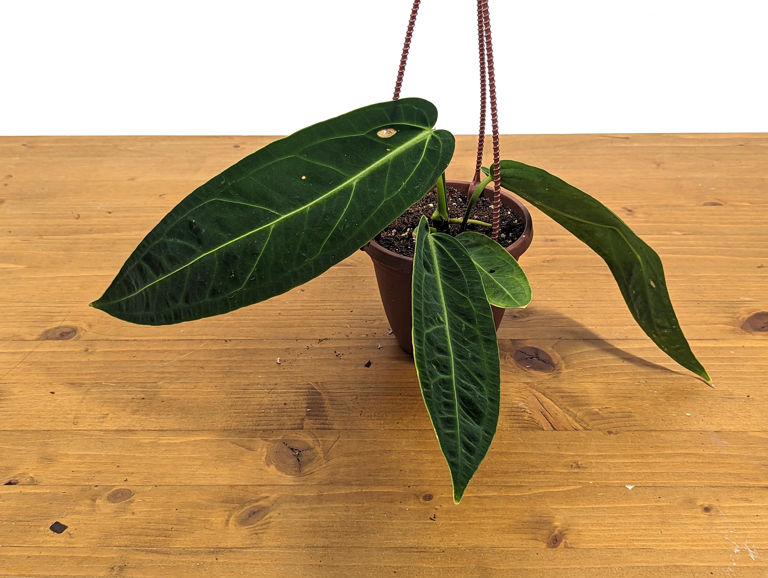 Rare Anthurium Warocqueanum Queen with Long Strappy Leaves in Hanging Basket - 2+ Leaves 6-12&quot; Long