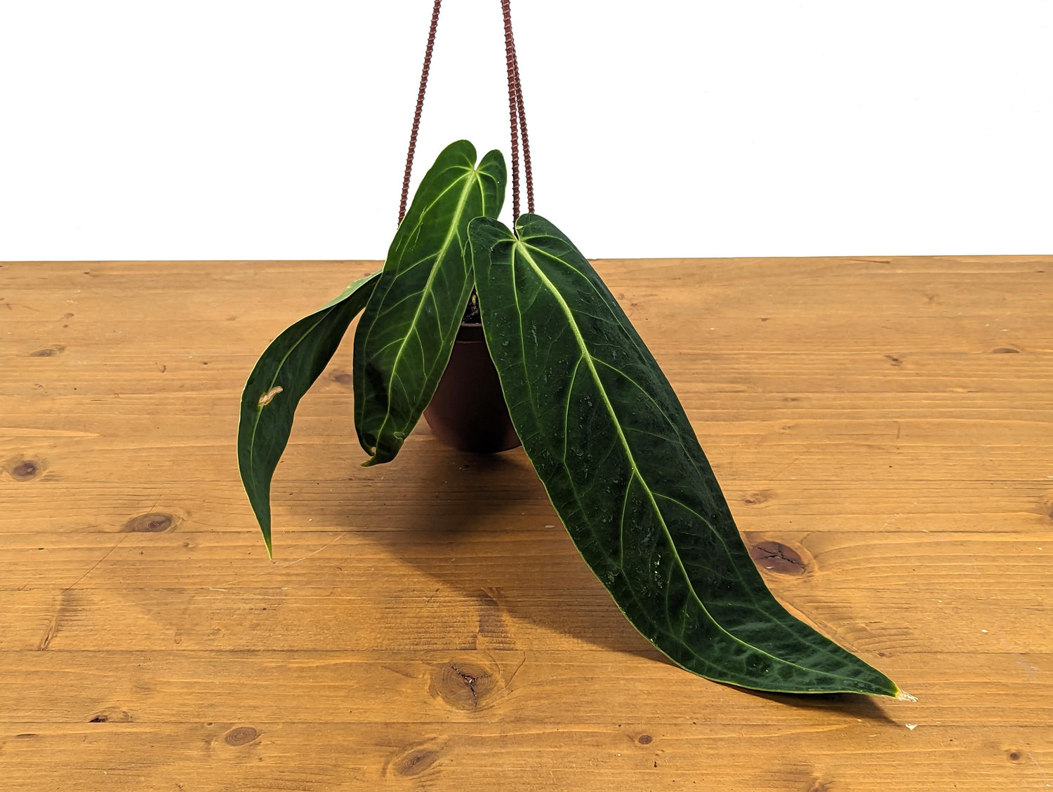 Rare Anthurium Warocqueanum Queen with Long Strappy Leaves in Hanging Basket - 2+ Leaves 6-12&quot; Long