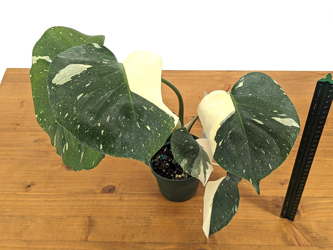 Big White Monstera Thai Constellation One of a Kind 4 inch Pot 