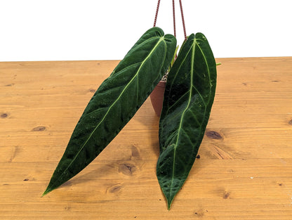 Rare Anthurium Warocqueanum Queen with Long Strappy Leaves in Hanging Basket - 2+ Leaves 6-12&quot; Long