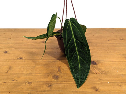 Rare Anthurium Warocqueanum Queen with Long Strappy Leaves in Hanging Basket - 2+ Leaves 6-12&quot; Long