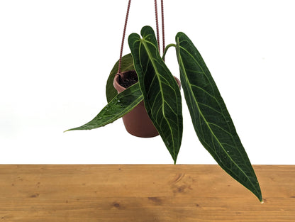 Rare Anthurium Warocqueanum Queen with Long Strappy Leaves in Hanging Basket - 2+ Leaves 6-12&quot; Long