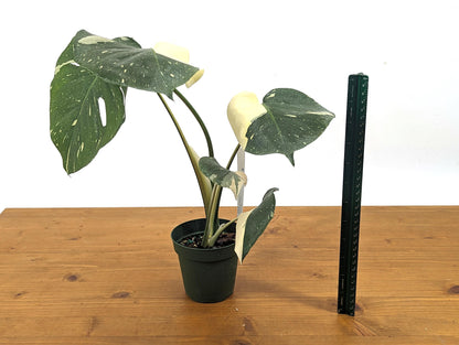 Big White Monstera Thai Constellation One of a Kind 4 inch Pot 