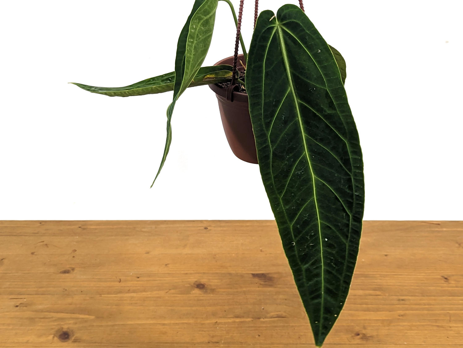 Rare Anthurium Warocqueanum Queen with Long Strappy Leaves in Hanging Basket - 2+ Leaves 6-12&quot; Long