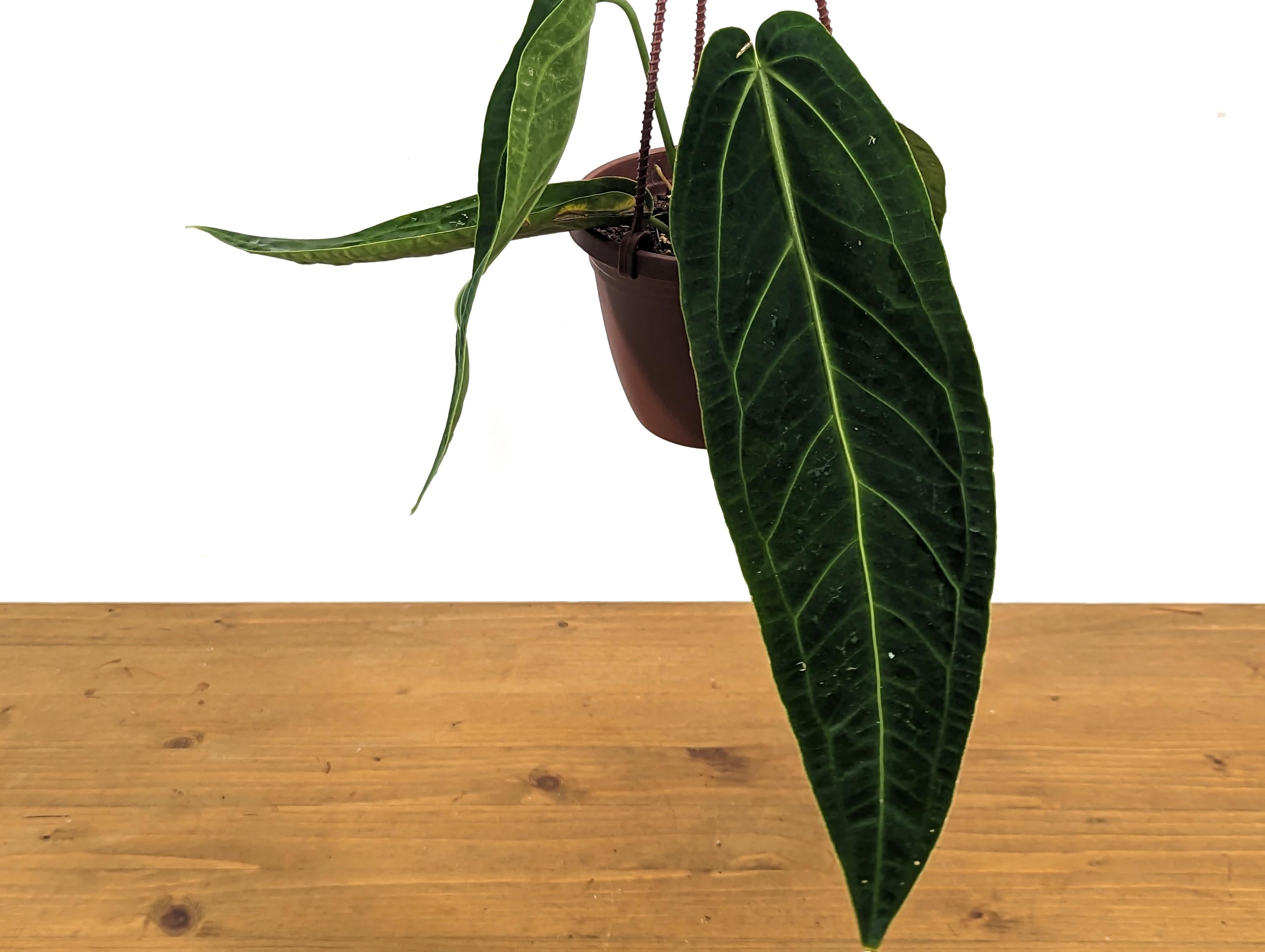 Rare Anthurium Warocqueanum Queen with Long Strappy Leaves in Hanging Basket - 2+ Leaves 6-12&quot; Long