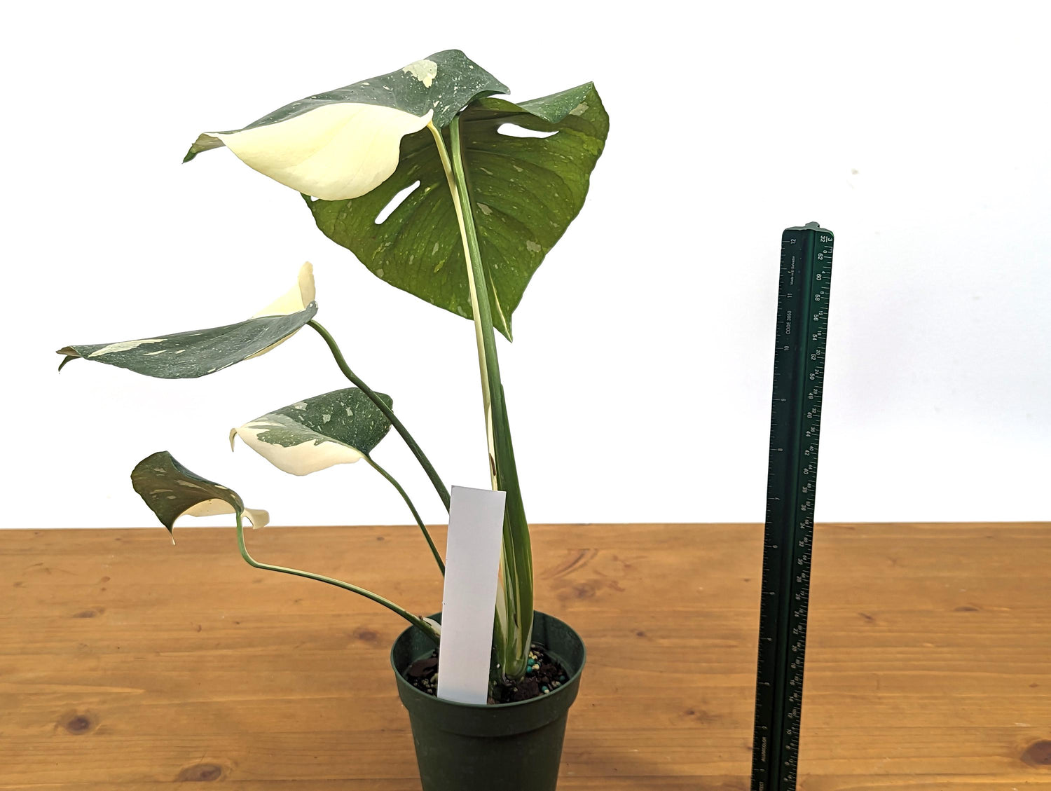 Big White Monstera Thai Constellation One of a Kind 4 inch Pot 