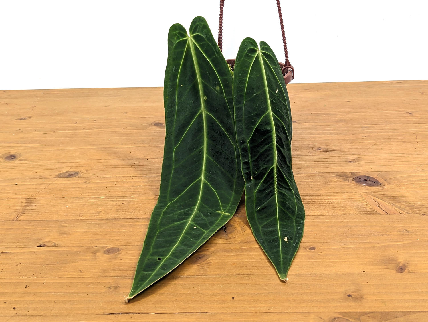 Rare Anthurium Warocqueanum Queen with Long Strappy Leaves in Hanging Basket - 2+ Leaves 6-12&quot; Long