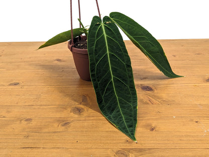 Rare Anthurium Warocqueanum Queen with Long Strappy Leaves in Hanging Basket - 2+ Leaves 6-12&quot; Long