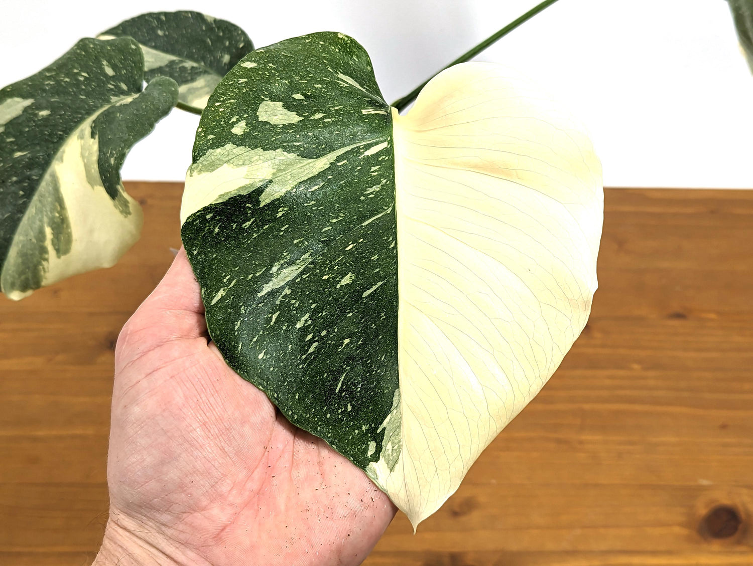 Exact Monstera Thai Constellation Half Moon Creme Brulee - 4 inch Pot 