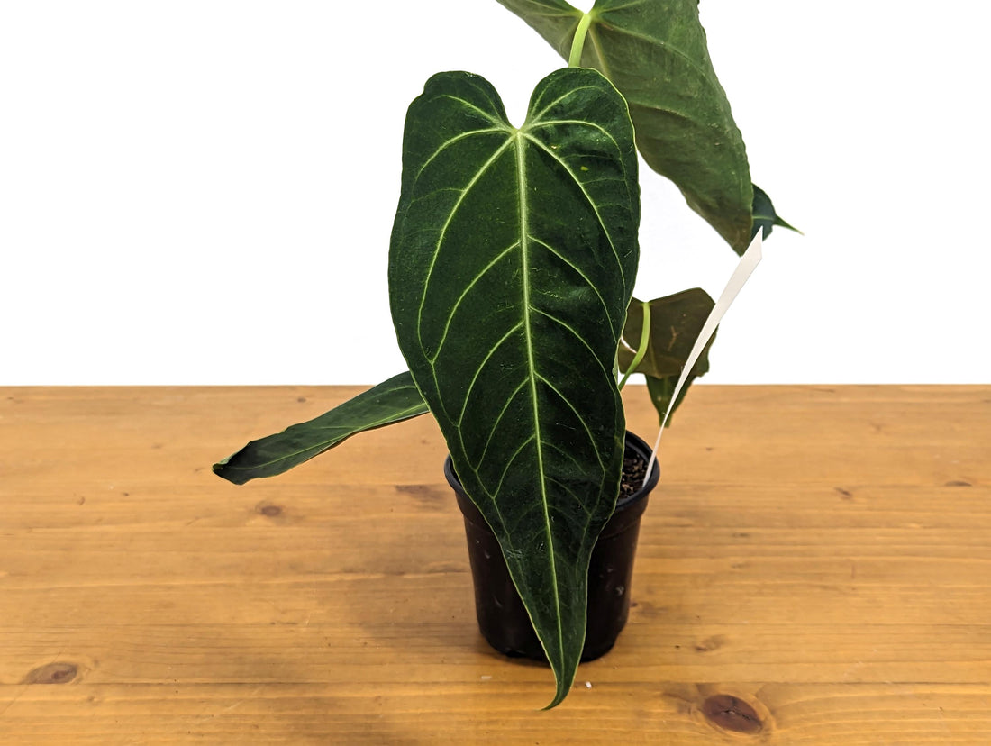 Exact Anthurium Royal - Warocqueanum Queen x Regale - 4 inch pot 