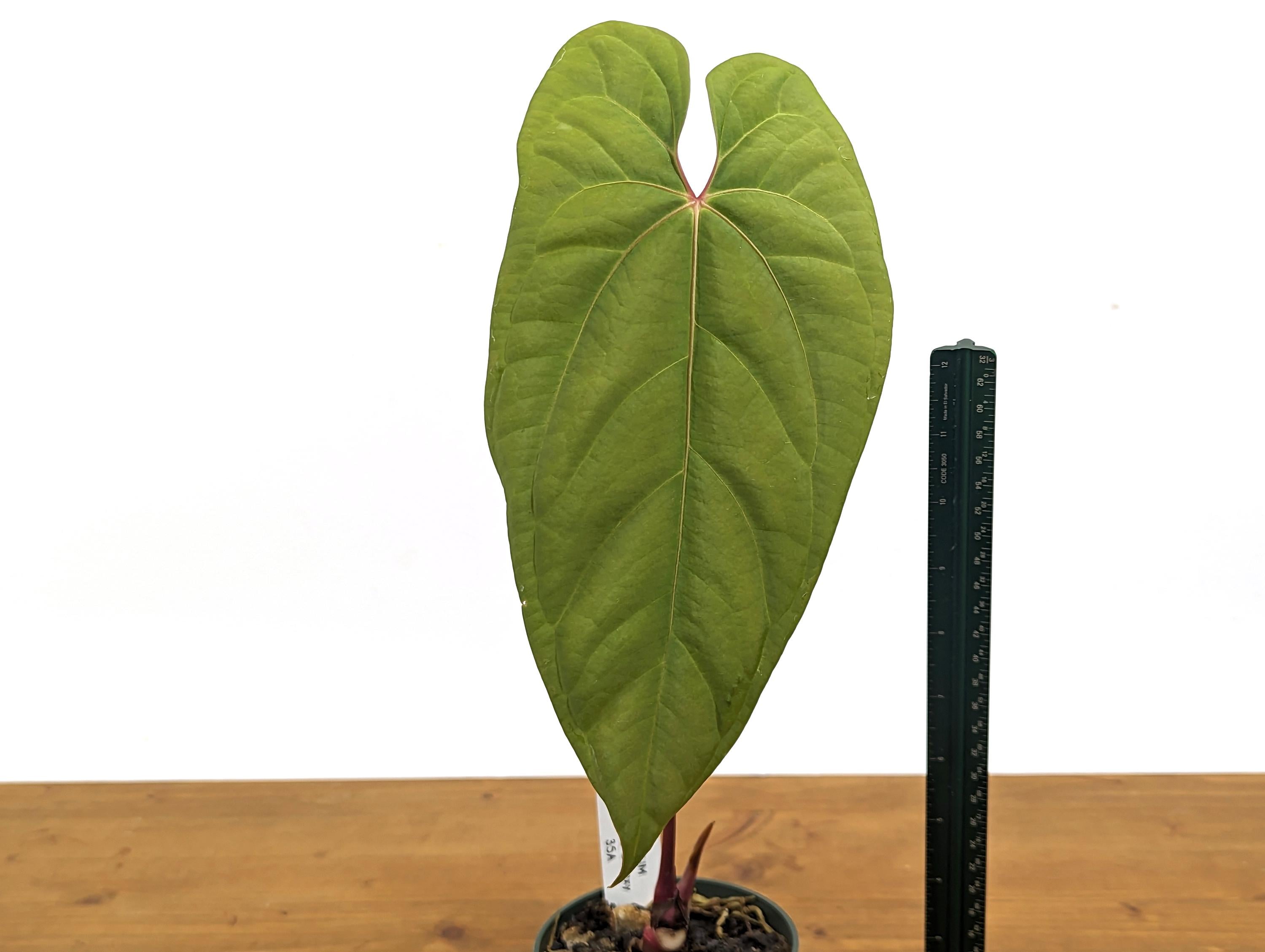 Exact Anthurium Besseae Galaxy Live Tropical Aroid - 4 inch pot