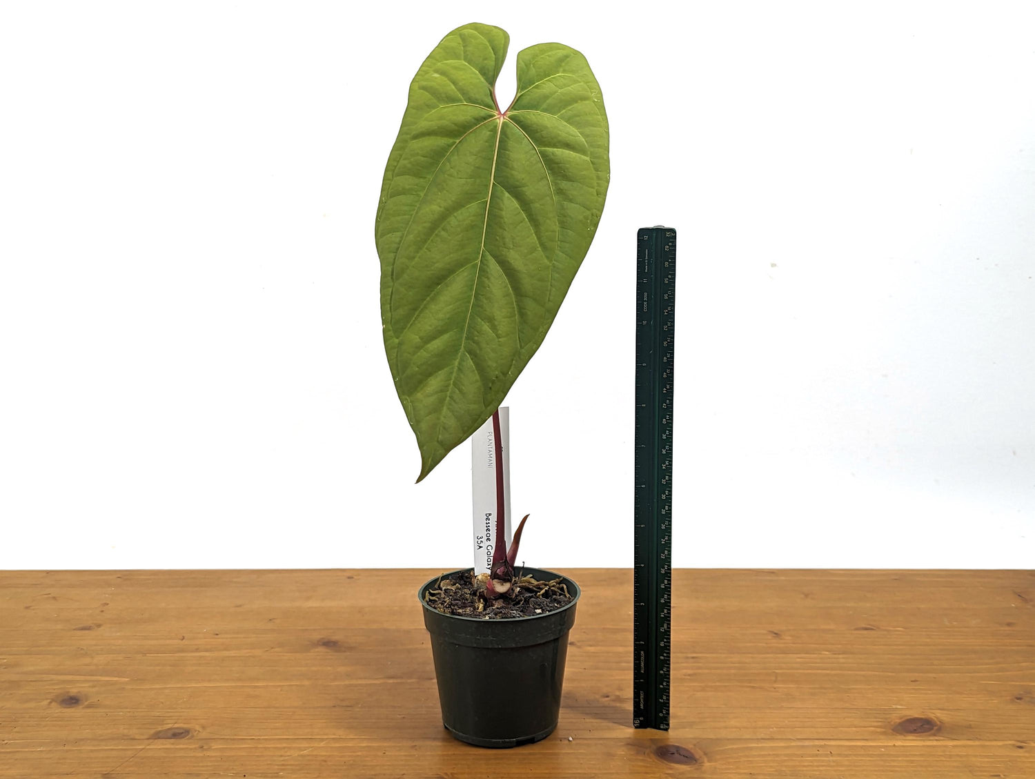 Exact Anthurium Besseae Galaxy Live Tropical Aroid - 4 inch pot