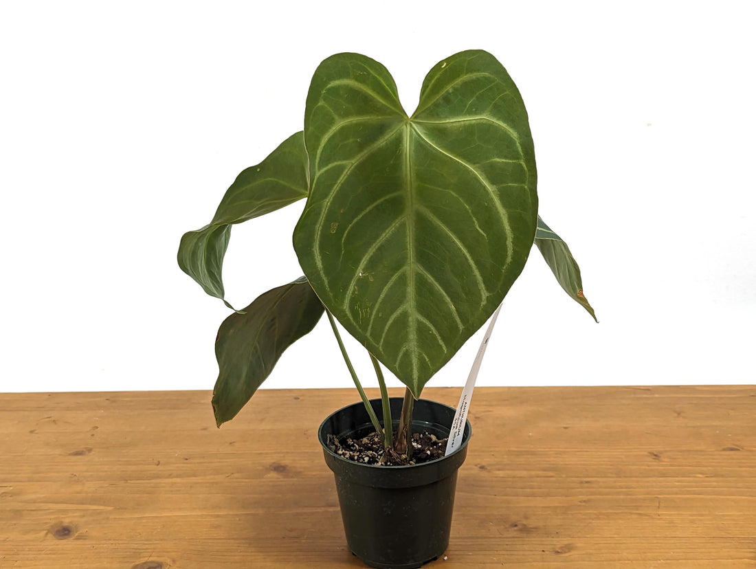 Exact Anthurium Magnificum x Forgetii (Magnificum Silver) - in 4 inch pot Live Houseplant