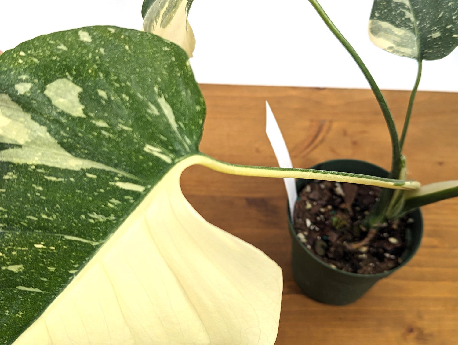 Exact Monstera Thai Constellation Half Moon Creme Brulee - 4 inch Pot 