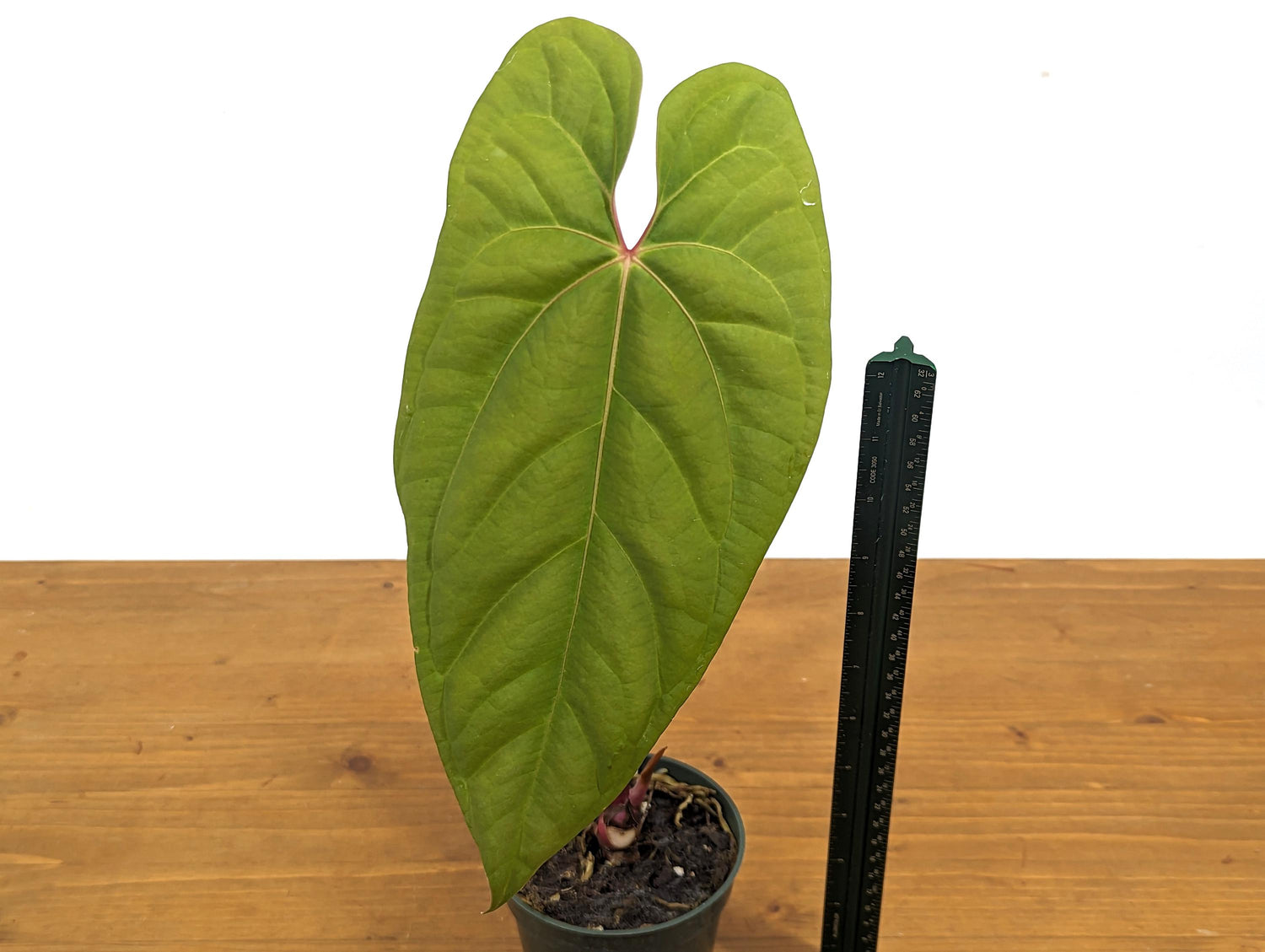 Exact Anthurium Besseae Galaxy Live Tropical Aroid - 4 inch pot