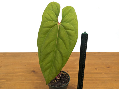 Exact Anthurium Besseae Galaxy Live Tropical Aroid - 4 inch pot