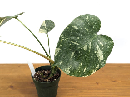 Exact Monstera Thai Constellation Half Moon Creme Brulee - 4 inch Pot 