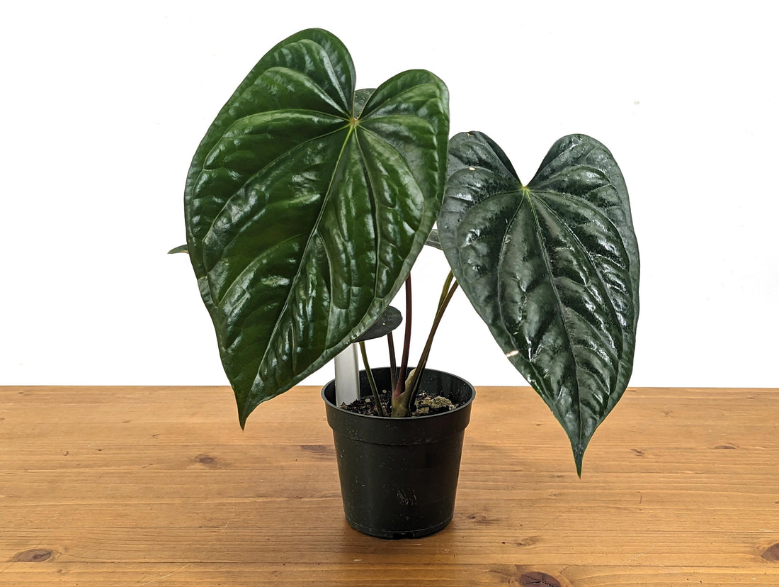 Exact Anthurium Luxurians x Regale Light (Black Diamond Light ) One of a Kind Plant in 4 inch pot 