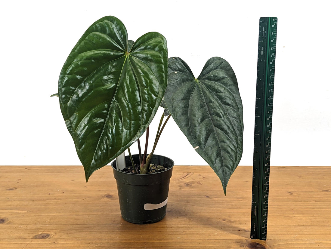 Exact Anthurium Luxurians x Regale Light (Black Diamond Light ) One of a Kind Plant in 4 inch pot 