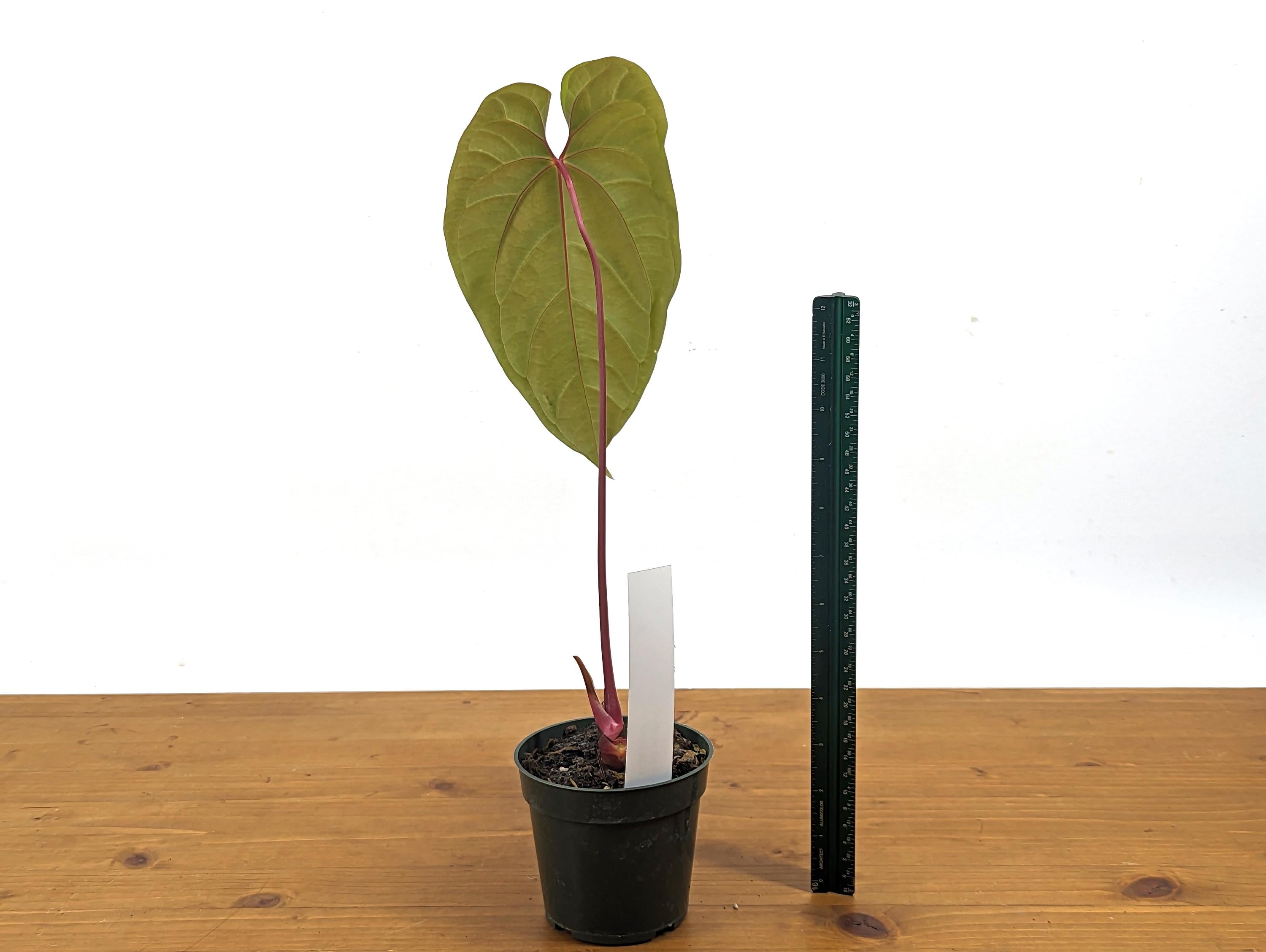 Exact Anthurium Besseae Galaxy Live Tropical Aroid - 4 inch pot