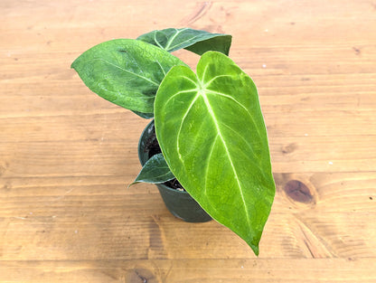 Anthurium Forgetii Juvenile Plant in 4 Inch Pot