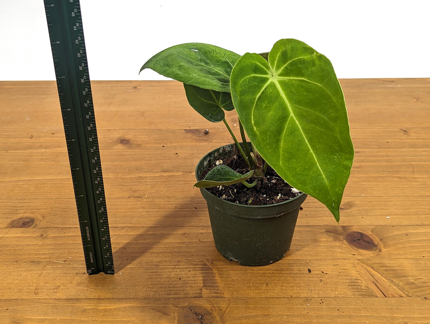 Anthurium Forgetii Juvenile Plant in 4 Inch Pot