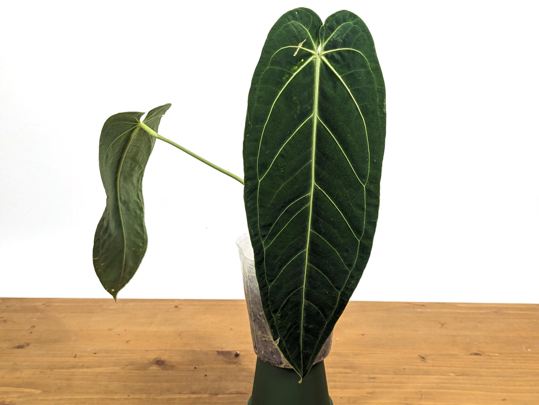 Exact Anthurium Ecuagenera Queen x Warocqueanum - - (Warocqueanum x Waterburyanum) x Warocqueanum Hybrid Over 12 Inches Tall - in 4 Inch Pot