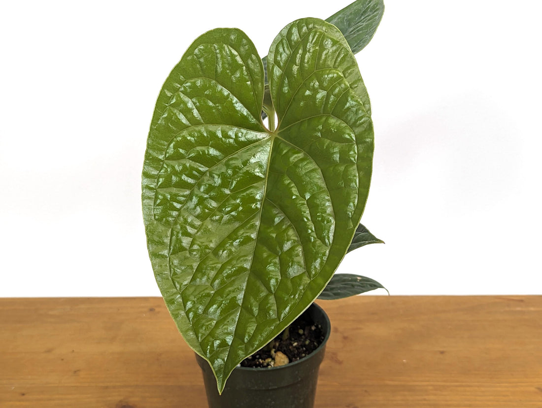 Anthurium Gymnopus &