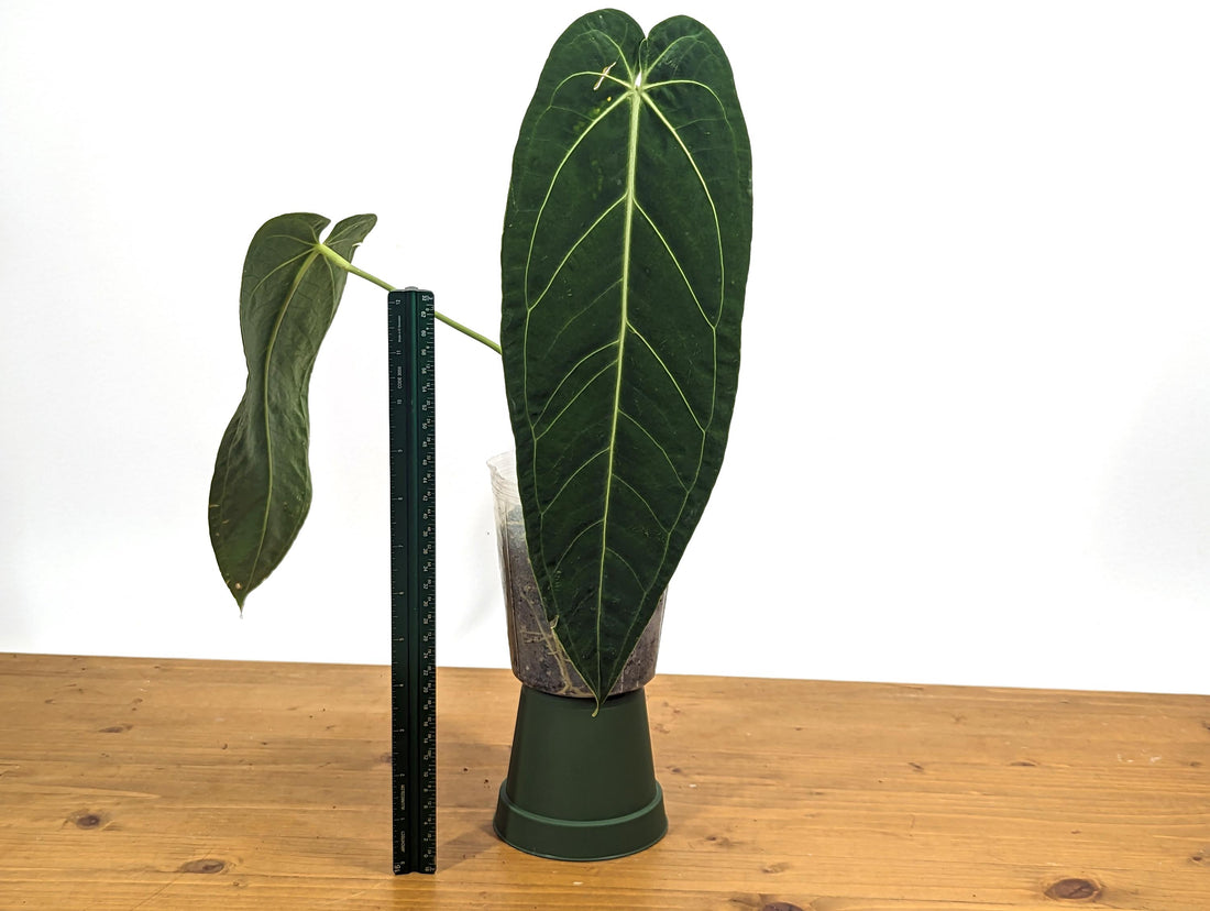 Exact Anthurium Ecuagenera Queen x Warocqueanum - - (Warocqueanum x Waterburyanum) x Warocqueanum Hybrid Over 12 Inches Tall - in 4 Inch Pot