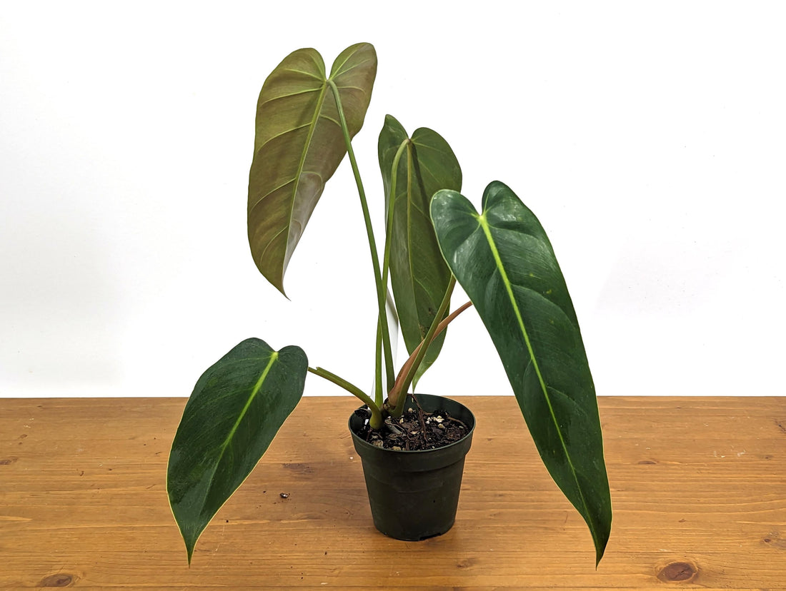 Philodendron Esmeralda Spirit New Philodendron Hybrid in 4 inch pot Exact Plant 