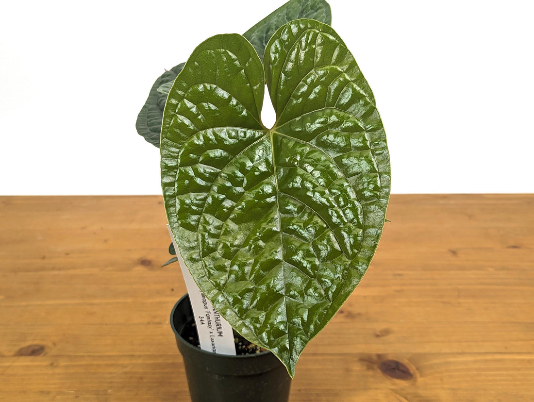 Anthurium Gymnopus &