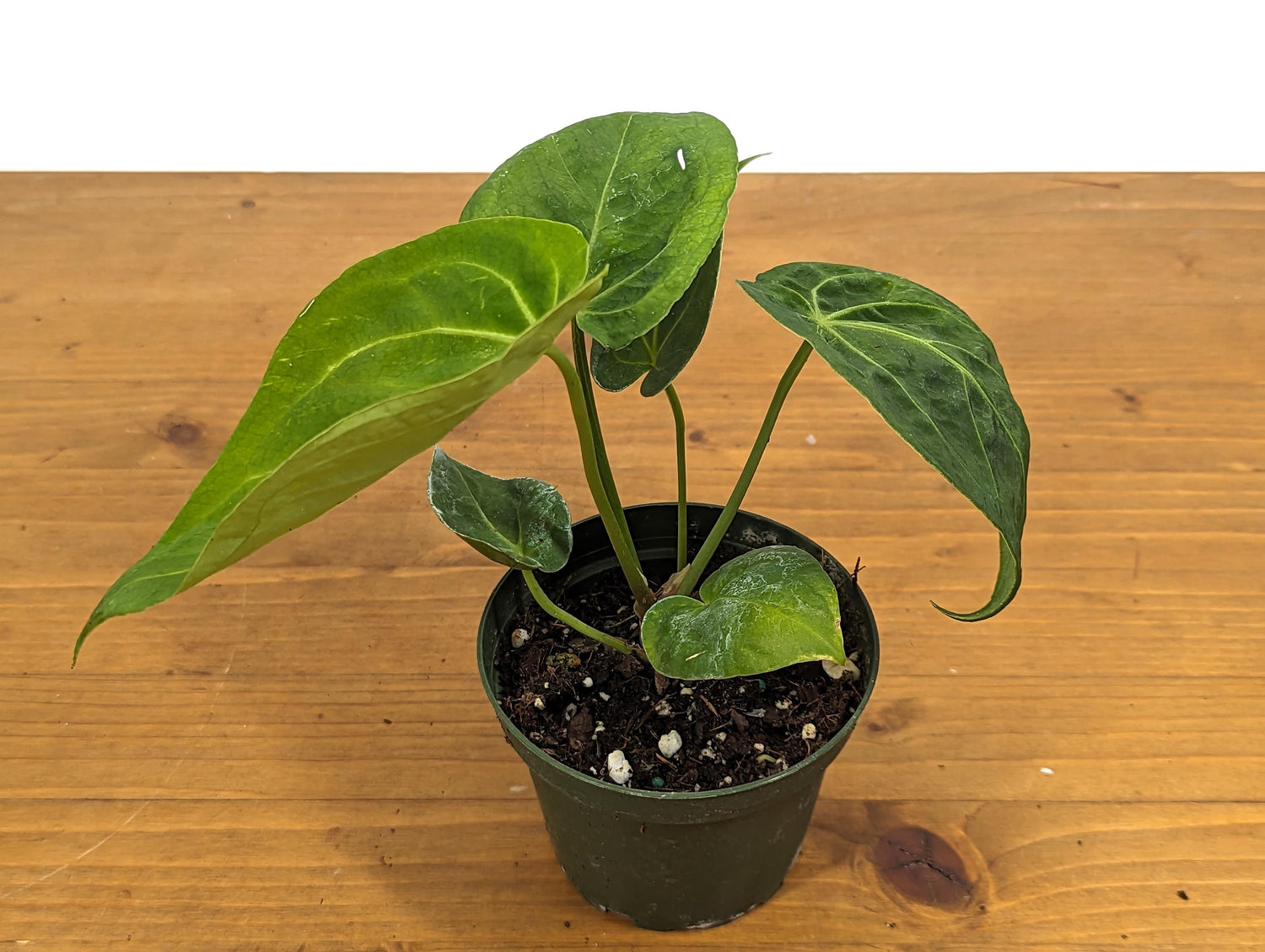 Anthurium Forgetii Juvenile Plant in 4 Inch Pot