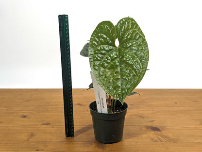 Anthurium Gymnopus &