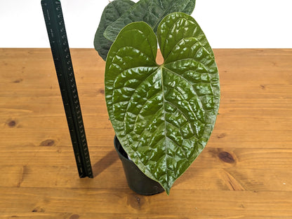 Anthurium Gymnopus &