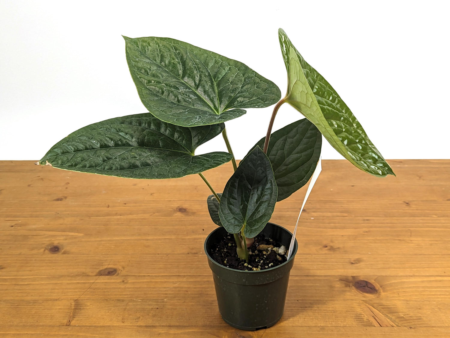 Anthurium Gymnopus &